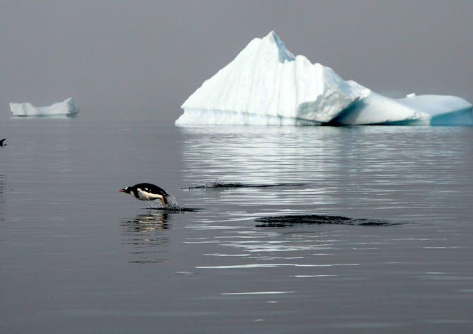 A gentoo penguin in mid-air as it jumps out of the water
