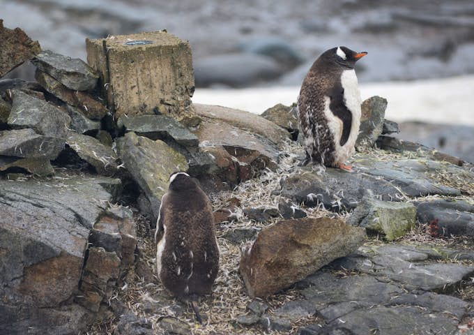 Watching gentoo penguins moulting on the rocks 
