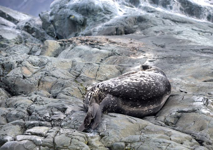 An almost camouflaged Weddell Seal on some rocks