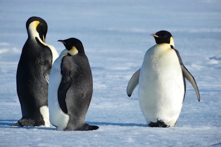 Emperor penguins on the pack ice