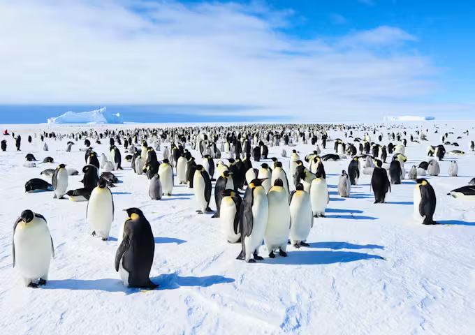 Emperor penguin colony 